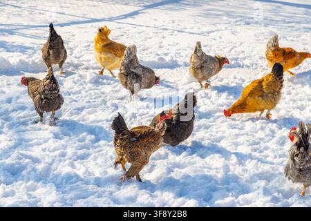 Stormo di polli domestici che cerca cibo nella neve fresca sotto la luce intensa del sole. I vari colori e motivi delle piume creano una scena vivace in inverno. Foto Stock