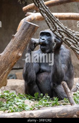 Un gorilla è seduto sotto delle corde mentre mangia vegetazione in un recinto dello zoo di Lipsia a Lipsia, Germania. Foto Stock
