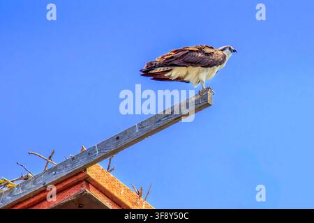 Un falco pescatore (Pandion haliaetus) in un parco a Sandpoint, Idaho Foto Stock