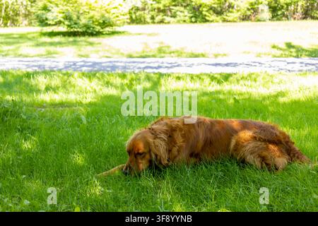 Golden Retriever che riposa tranquillamente sull'erba verde sotto alberi ombrosi Foto Stock