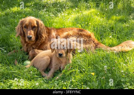 Golden Retriever adulto che riposa con un cucciolo di Golden Retriever nell'erba verde estiva Foto Stock