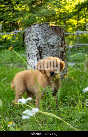 Cucciolo di Golden Retriever in piedi nell'erba vicino a un ceppo d'albero Foto Stock
