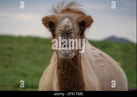Primo piano della testa di un cammello nel deserto del Gobi, Mongolia Foto Stock