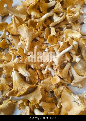 Funghi di chanterelle selvatici appena raccolti sparsi su un tavolo per la pulizia e il smistamento, foto stock a distanza ravvicinata Foto Stock