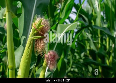 Giovane spiga di mais che cresce in un campo agricolo Foto Stock