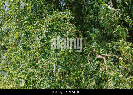 Foglie verdi e rami contorti di un salice a cavatappi alla luce del sole Foto Stock
