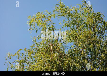 Corona di salice a forma di cavatappi contro un cielo estivo blu chiaro con spazio libero Foto Stock