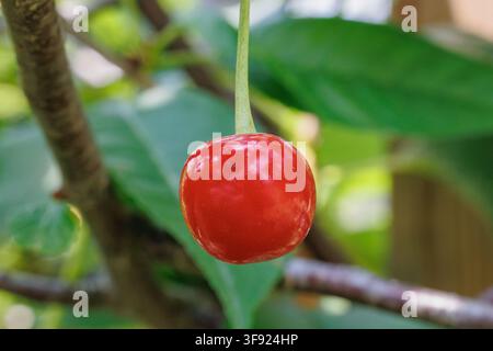appeso a un gambo tra foglie verdi su un albero Foto Stock