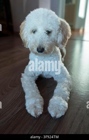 un affascinante cucciolo di barboncino bianco è sdraiato sul pavimento nella stanza, guardando la fotocamera, un adorabile cagnolino Foto Stock