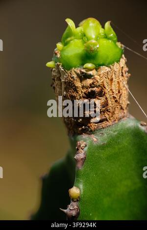 Macro close-up di una giovane crescita di cactus Foto Stock