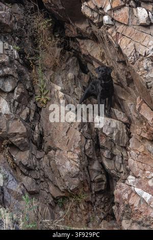 Labrador nero che esplora una scogliera rocciosa Foto Stock