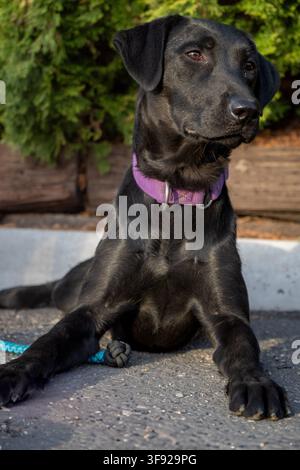 Giovane cucciolo di Labrador nero che riposa all'aperto Foto Stock