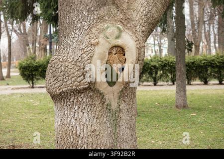 Un nodo di forma ovale in una superficie ruvida di corteccia attira l'attenzione in un ambiente tranquillo da giardino, rappresentando i cicli di crescita e la bellezza strutturale unica Foto Stock
