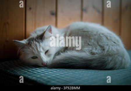 Gatto bianco a pelo lungo assonnato raggomitolato Foto Stock