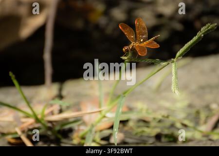Libellula dalle ali ambrate che riposa su una pianta verde Foto Stock
