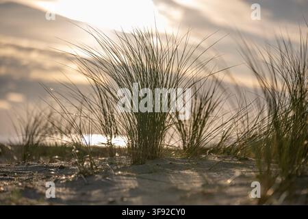Dune sul Mar Baltico beach Foto Stock