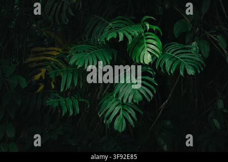 Foglie di monstera verdeggianti su uno sfondo scuro della giungla Foto Stock