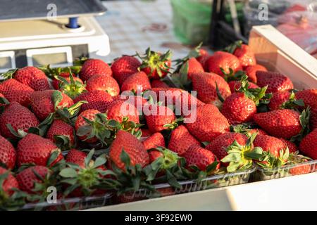 Fragole biologiche mature disposte in scatole di plastica trasparenti su un tavolo di legno, rappresentanti spuntini estivi nutrienti, raccolti agricoli e salute Foto Stock