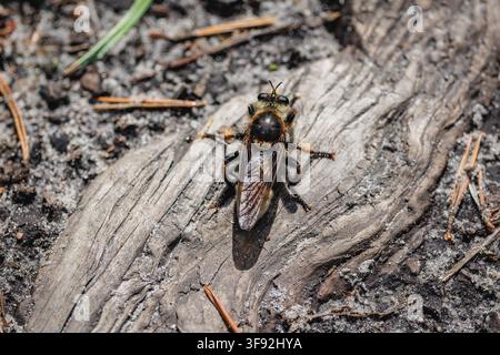 Mosca ladra che riposa su un pezzo di legno secco a terra in Polonia Foto Stock