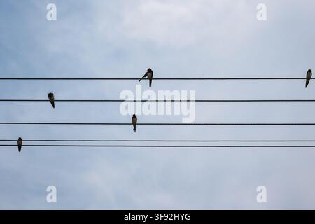 Gruppo di rondini appollaiate su linee elettriche contro il cielo in Polonia Foto Stock