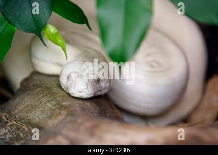 Albino boa imperator - Boa imperator Foto Stock
