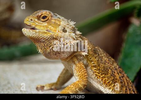 Centrale di drago barbuto - Pogona vitticeps Foto Stock