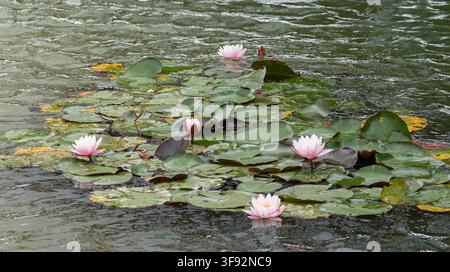 Nymphaea 'Firecrest' ninfee rosa pallido in fiore tra foglie di ninfea galleggianti in uno stagno da giardino Foto Stock