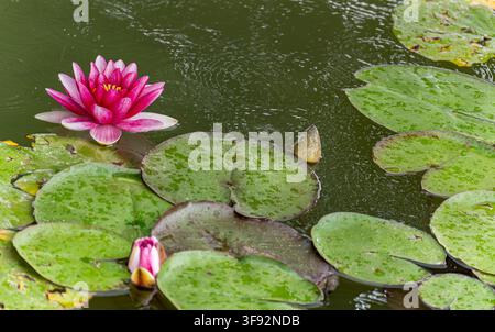 Nymphaea 'Attraction' ninfea rosso-rosa in fiore tra foglie galleggianti in uno stagno da giardino Foto Stock