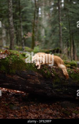 Un Nova Scotia Duck Tolling Retriever si trova su un grande tronco d’albero ricoperto di muschio in una foresta silenziosa. Il cane sembra concentrato, con la coda abbassata e la testa Foto Stock