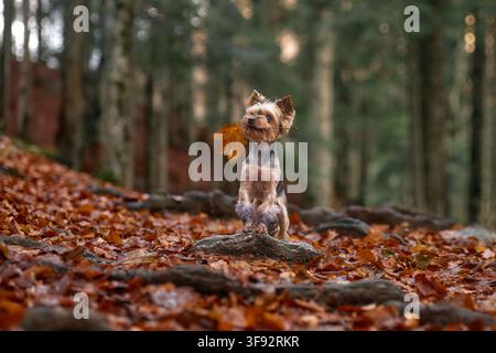 Uno Yorkshire Terrier cammina tra foglie cadute lungo un sentiero naturale del bosco. Il movimento è dolce e giocoso. Foto Stock
