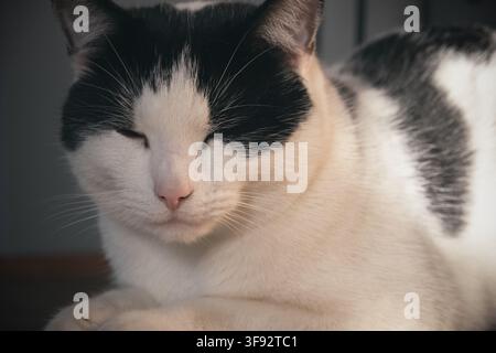 Prima piano di un gatto bianco e nero che fa un pisolino Foto Stock