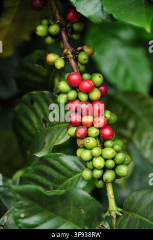 Un vivace grappolo di ciliegie da caffè con un mix di frutti rossi maturi e verdi immaturi che crescono insieme su un ramo frondoso. Foto Stock