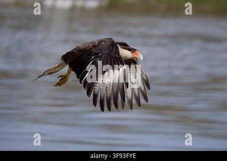 Caracara crestato meridionale in volo a Porto Jofre Pantanal Brasile Foto Stock