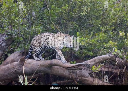 Jaguar Porto Jofre Pantanal Brasile Foto Stock