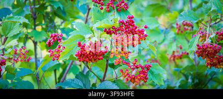 Grappoli luminosi di bacche di viburno rosse (Viburnum opulus) pendono tra foglie verdi su un arbusto frondoso, evocando vibrazioni di giardino estivo e dell'autunno precoce con Foto Stock
