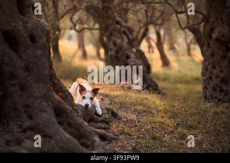 Due cani, un Jack Russell Terrier e un Nova Scotia Duck Tolling Retriever, sdraiati su terreno asciutto vicino a un vecchio ulivo. Lo sfondo della foresta naturale e Foto Stock