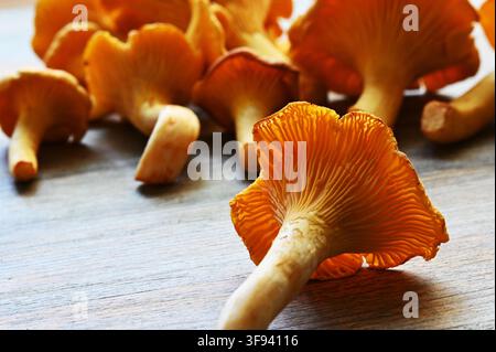 Freschi funghi chanterelle dorati disposti su un tavolo di legno rustico, con un fungo in primo piano che mostra la sua forma distintiva Foto Stock