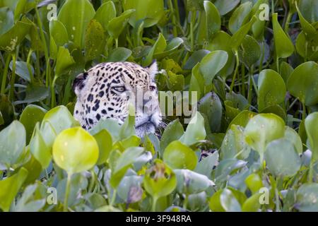 Jaguar Porto Jofre Pantanal Brasile Foto Stock