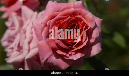 Fotografia macro in primo piano di una rosa completamente aperta, rosa e pesca, con un centro denso di petali sovrapposti arancione-rosa vivaci. Foto Stock