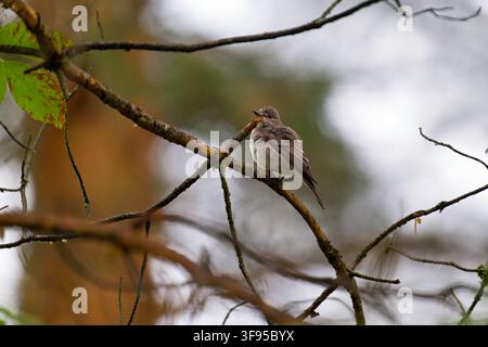 Cimolo macchiato (Muscicapa striata) seduto tranquillamente su un ramo nella natura Foto Stock
