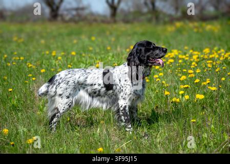 Bellissimo cane bianco con macchie nere, spaniel da caccia in una giornata di sole tra i fiori gialli della primavera. Passeggiata con un cane fuori città. Cani da caccia. Foto Stock