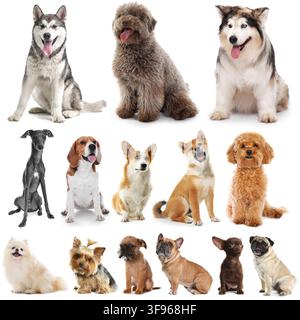 Cani carini di diverse razze e dimensioni. Collezione su sfondo bianco Foto Stock