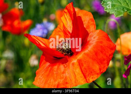 Fiore di Papaver rhoeas rosso in fiore tra la vegetazione verde di un prato Foto Stock