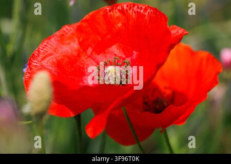 Fiore di Papaver rhoeas rosso in fiore tra la vegetazione verde di un prato Foto Stock