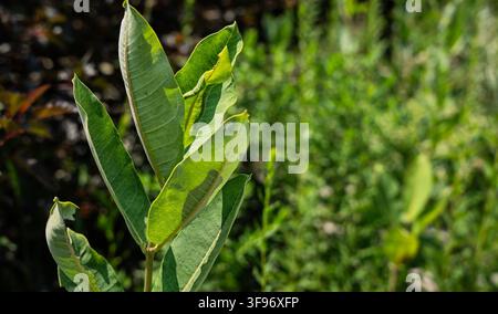 Le larghe foglie verdi opposte di una pianta di milkweed comune (Asclepias syriaca), Foto Stock