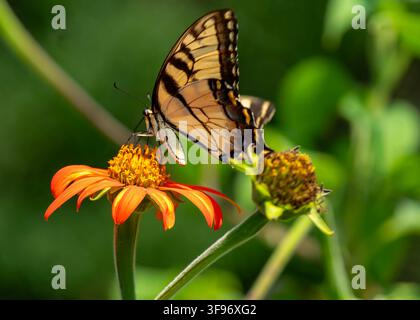 Una farfalla macaone che si nutre su una pianta vibrante Foto Stock