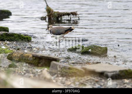 Un chiurlo nordico (Vanellus vanellus) che cammina lungo una riva pietrosa e ghiaiosa ai margini dell'acqua a Bull Island, Dublino, Irlanda. Foto Stock