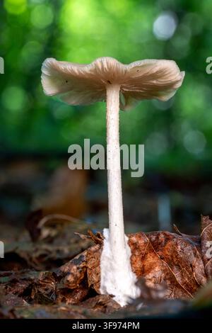Delicato fungo bianco che brilla sul suolo della foresta - Coontree Trail, Pisgah National Forest, Brevard, North Carolina, USA Foto Stock