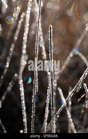 Gelo scintillante sulle foglie d'erba in una mattina d'autunno Foto Stock