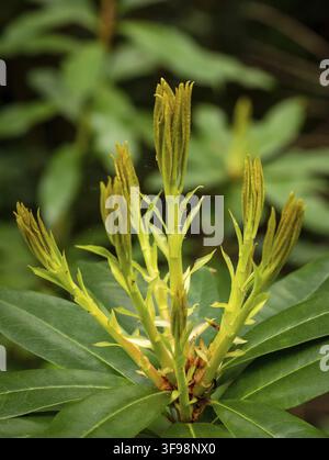 Nuovi germogli e foglie giovani di rododendro verde su uno sfondo verde durante la primavera nel Regno Unito Foto Stock